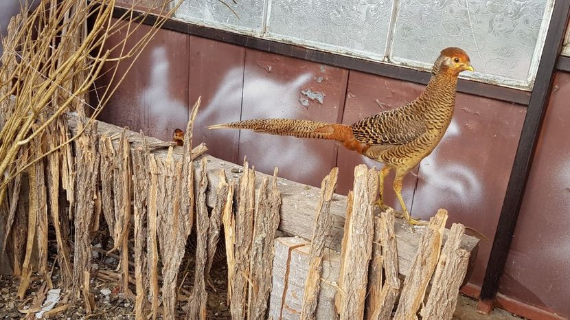  - 2017 Fazani auriu pe rosu