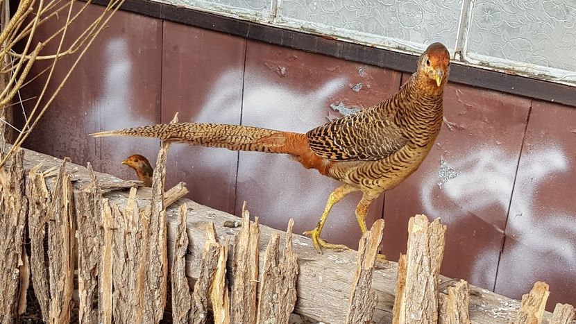  - 2017 Fazani auriu pe rosu