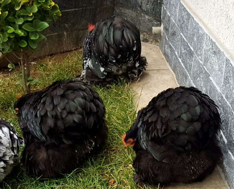  - 32_COCHINCHINA PITIC NEGRU-BOBAT-ALBASTRU 2021