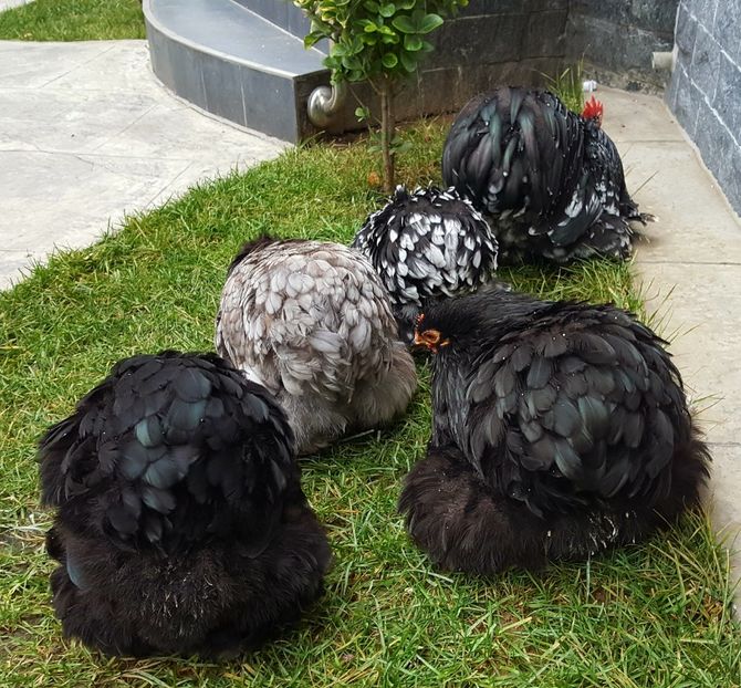  - 32_COCHINCHINA PITIC NEGRU-BOBAT-ALBASTRU 2021