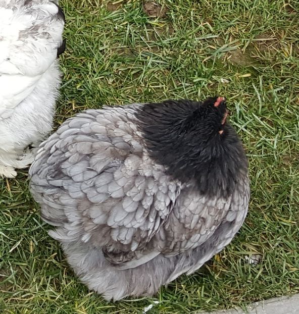  - 32_COCHINCHINA PITIC NEGRU-BOBAT-ALBASTRU 2021