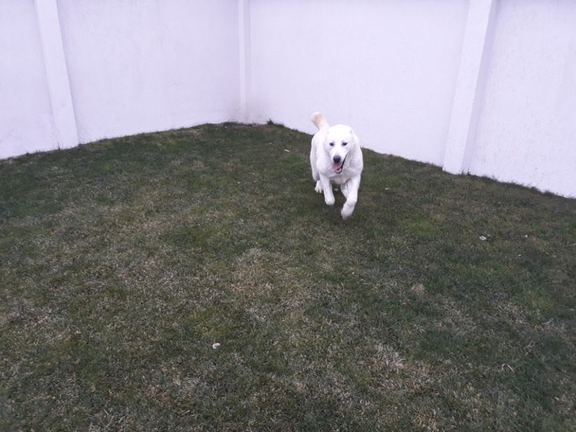 Yoyo 7,5 luni - F1 YOYO