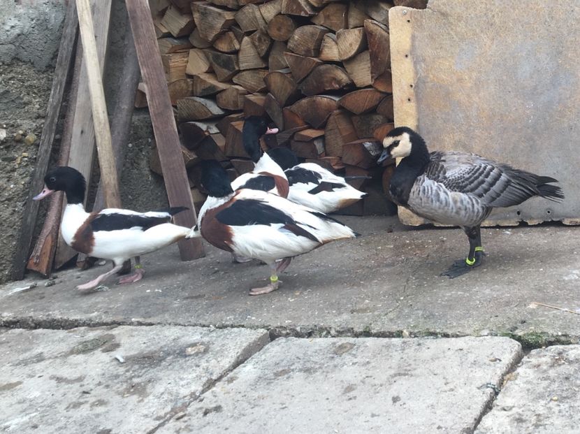  - Rațe Călifar Alb