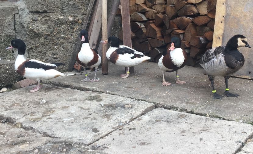  - Rațe Călifar Alb