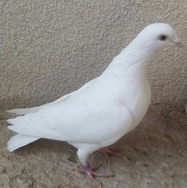 Femela 2017-540 POL....-Targoviste - Porumbei vanduti