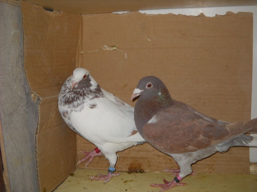  - UNDEVA IN SUCEAVA arhiva