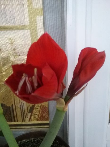  - Amaryllis