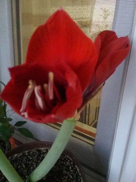  - Amaryllis