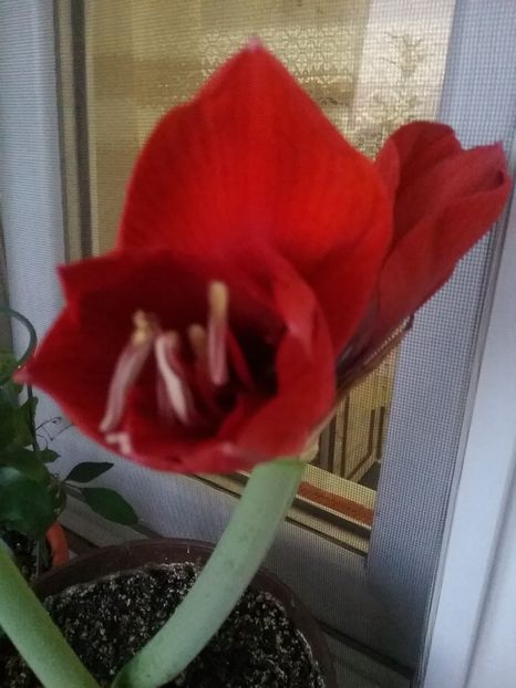  - Amaryllis