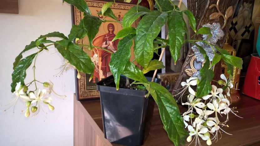  - Clerodendroni