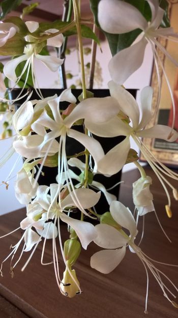  - Clerodendroni