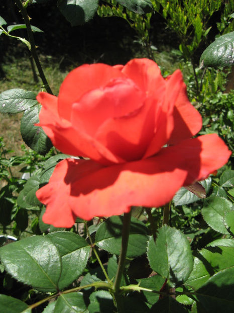 Picture 8311 - Trandafiri