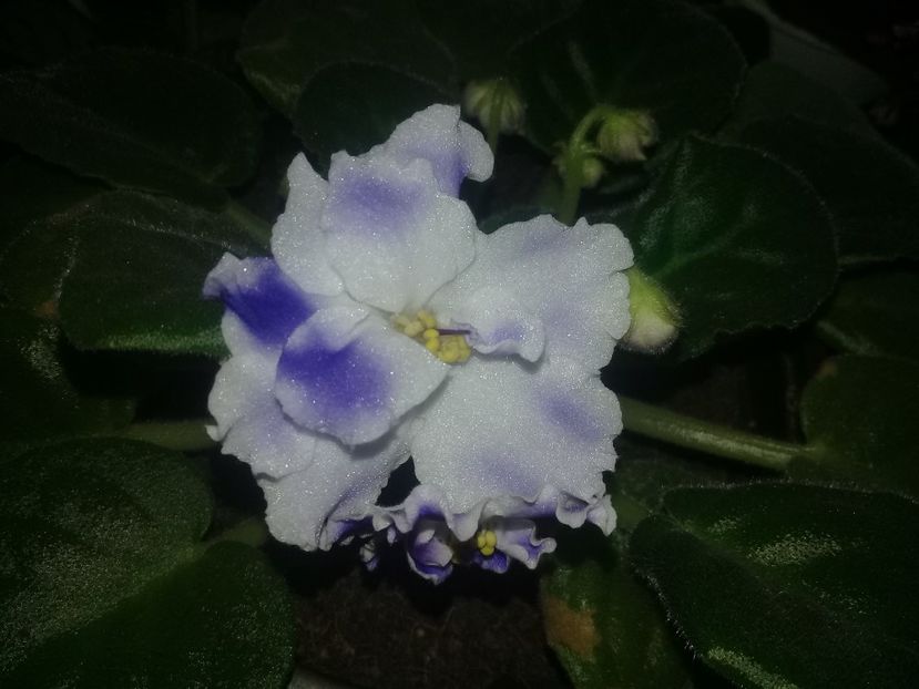  - Violete