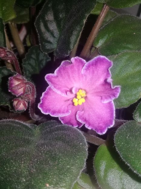  - Violete
