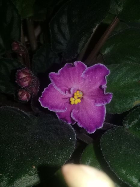  - Violete