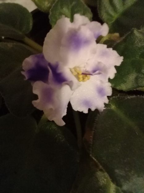  - Violete