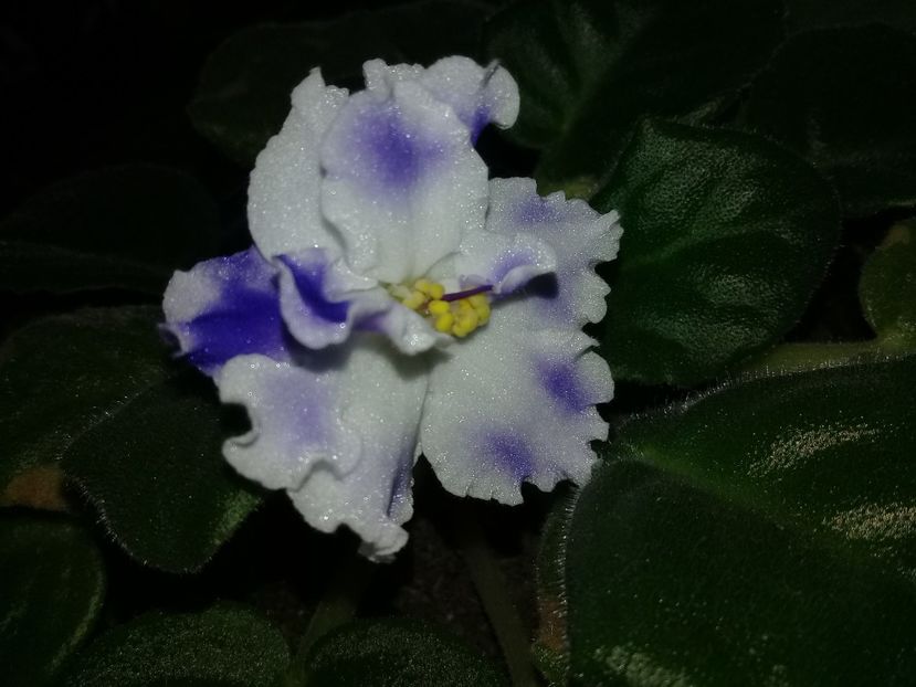  - Violete