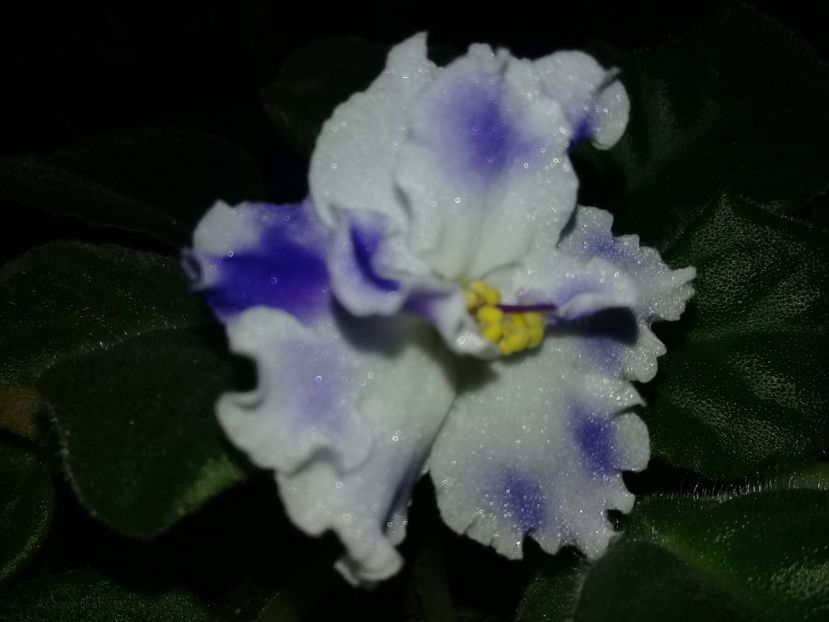  - Violete