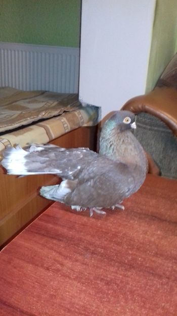  - Castani de craiova