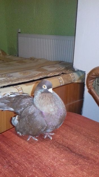  - Castani de craiova