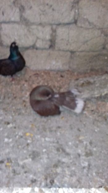  - Castani de craiova