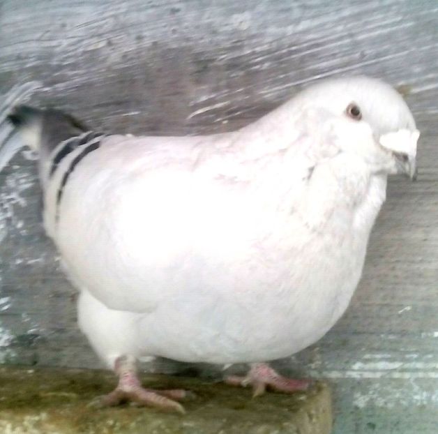  - - A - A - T A L I B A N U L