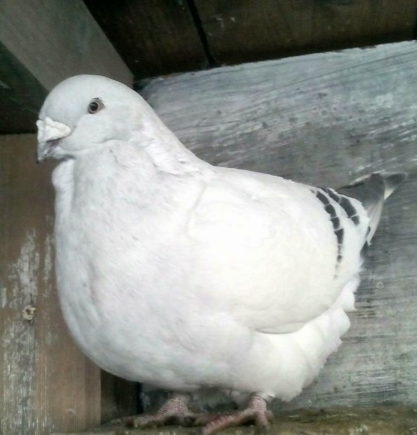  - - A - A - T A L I B A N U L