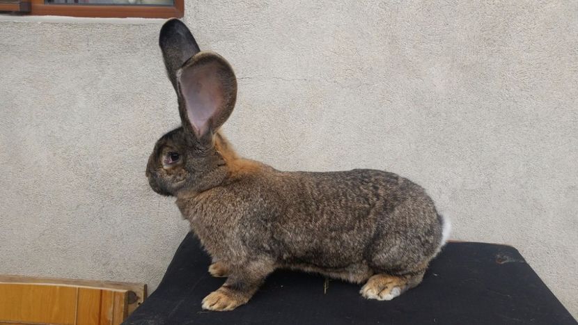 Mama 94.5p - Femela 1