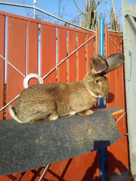 Mascul 1 8 luni - Mascul 1