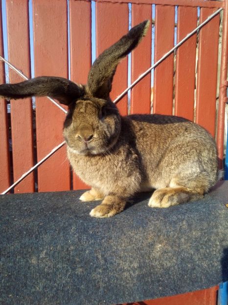 Mascul 1 8 luni - Mascul 1