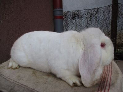 masc.2017 prod.proprie - X ARHIVA IEPURI CE AM AVUT