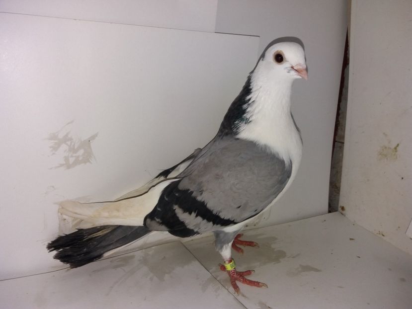 9052  femelă  2017 - Plecați ALBUM 1