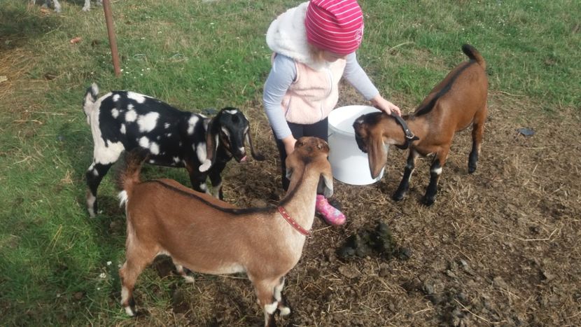  - Nubiai kecske - angol nubian capra