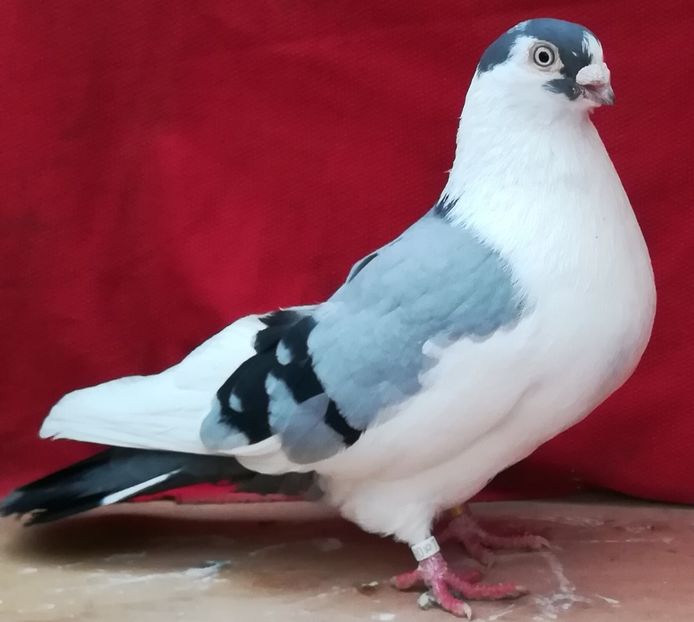 M-2015 - B-pe vânăt