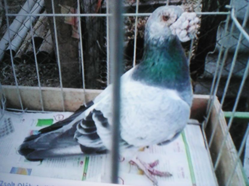  - VOIAJORI DE FRUMUSETE BAGDETI INDIENI GERMANII