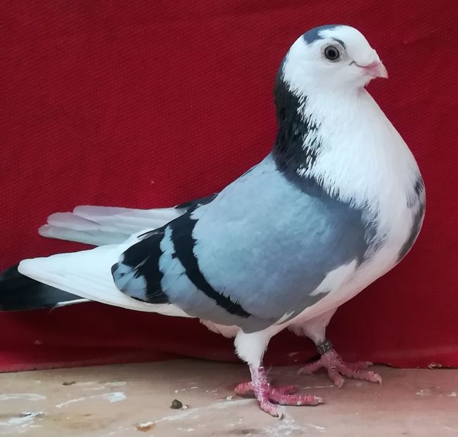 M 2014 - B-pe vânăt