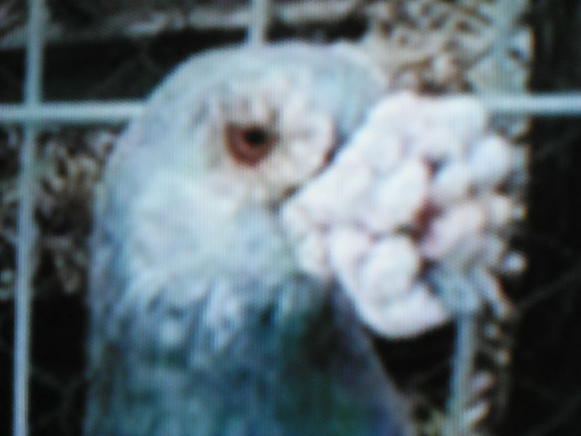  - VOIAJORI DE FRUMUSETE BAGDETI INDIENI GERMANII