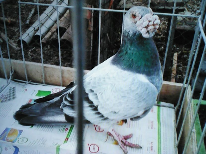  - VOIAJORI DE FRUMUSETE BAGDETI INDIENI GERMANII