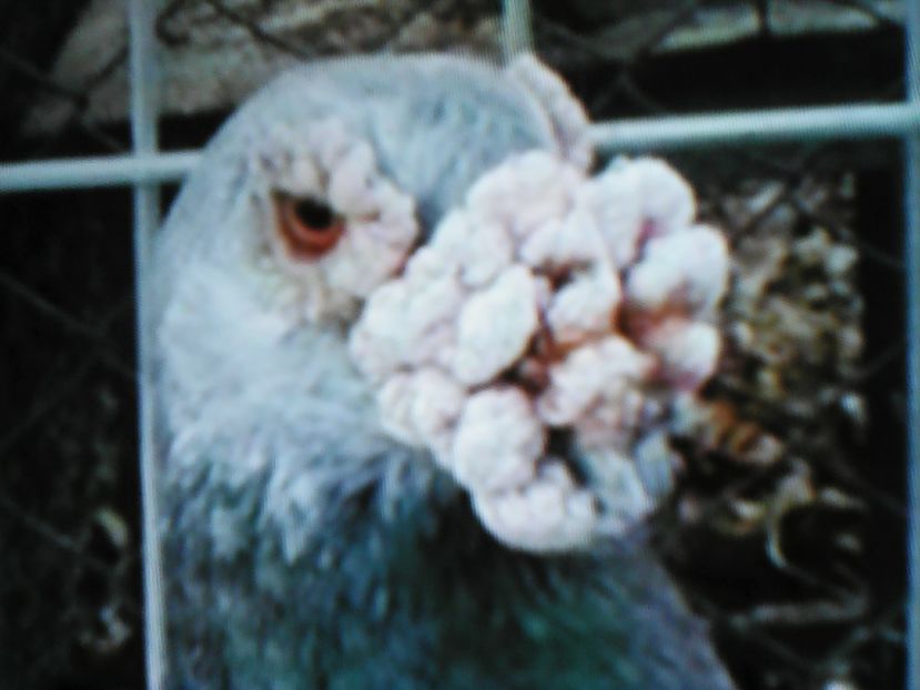  - VOIAJORI DE FRUMUSETE BAGDETI INDIENI GERMANII