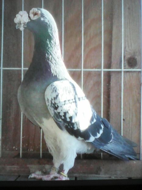  - VOIAJORI DE FRUMUSETE BAGDETI INDIENI GERMANII