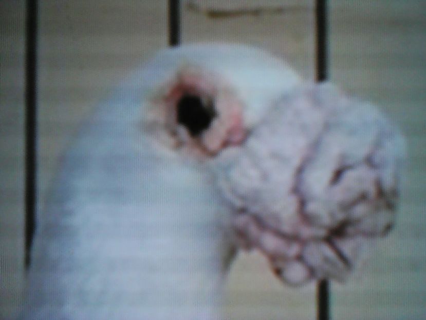  - VOIAJORI DE FRUMUSETE BAGDETI INDIENI GERMANII