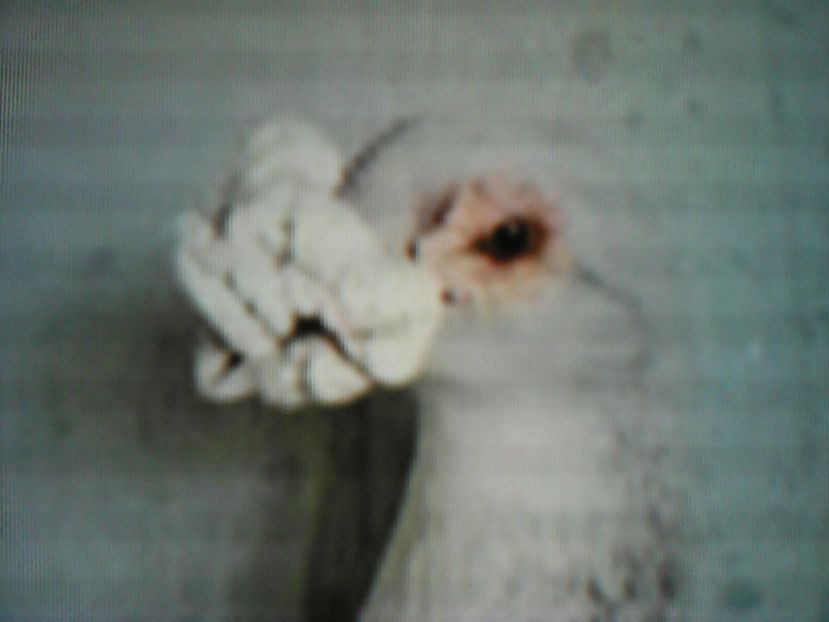  - VOIAJORI DE FRUMUSETE BAGDETI INDIENI GERMANII