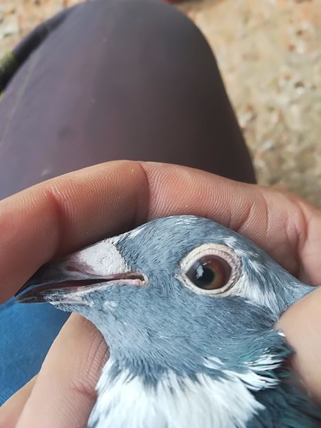 femela - ochi porumbei