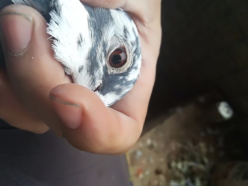 femela - ochi porumbei