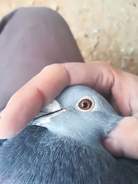 femela - ochi porumbei