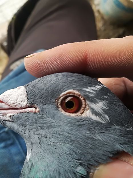 mascul - ochi porumbei
