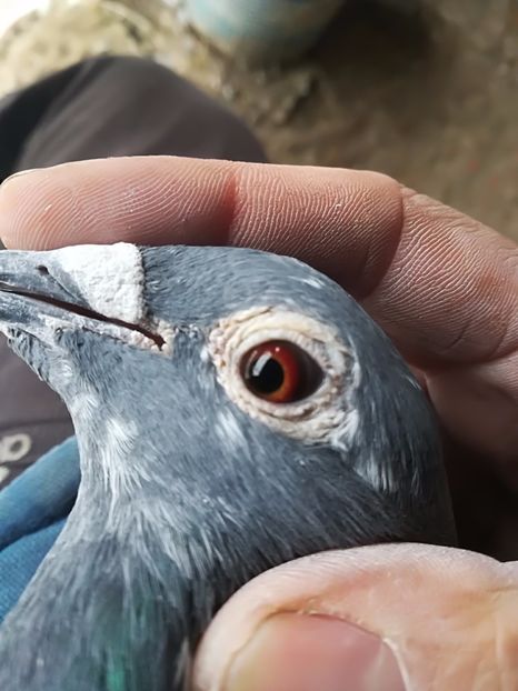 femela - ochi porumbei