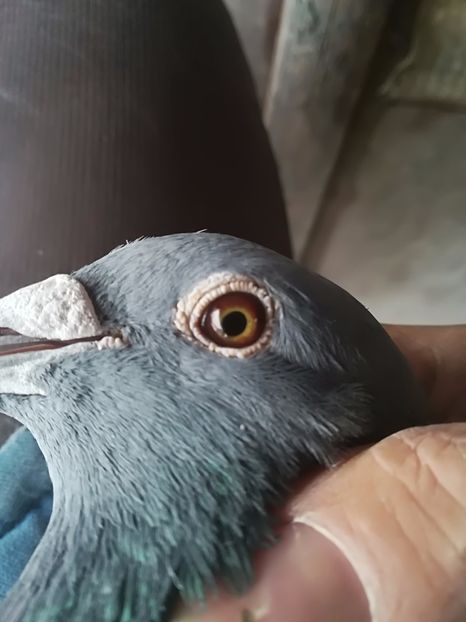 mascul - ochi porumbei