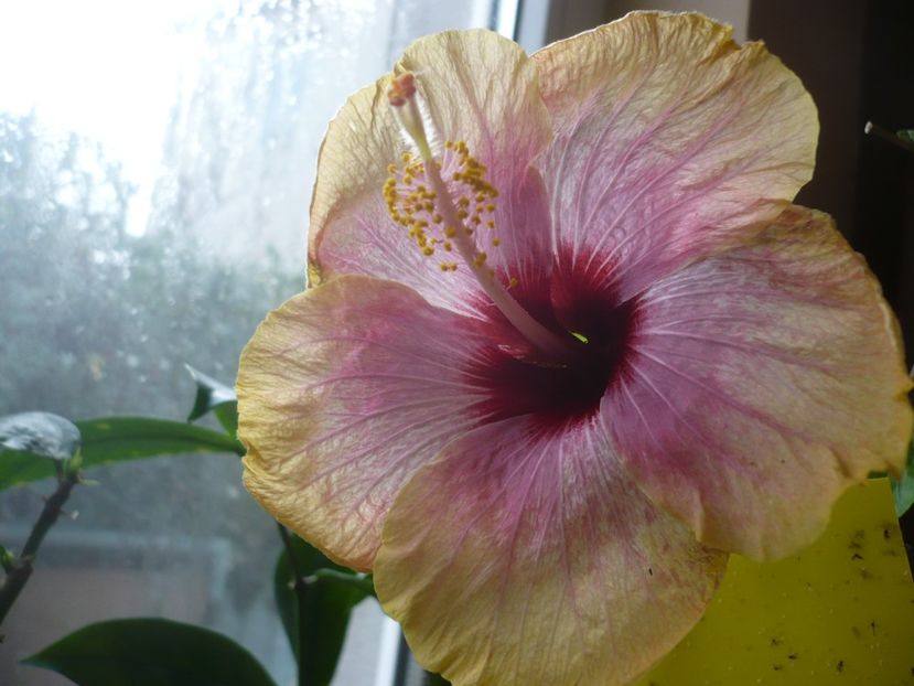 21.12.2017 - HIBISCUSI 2017-4