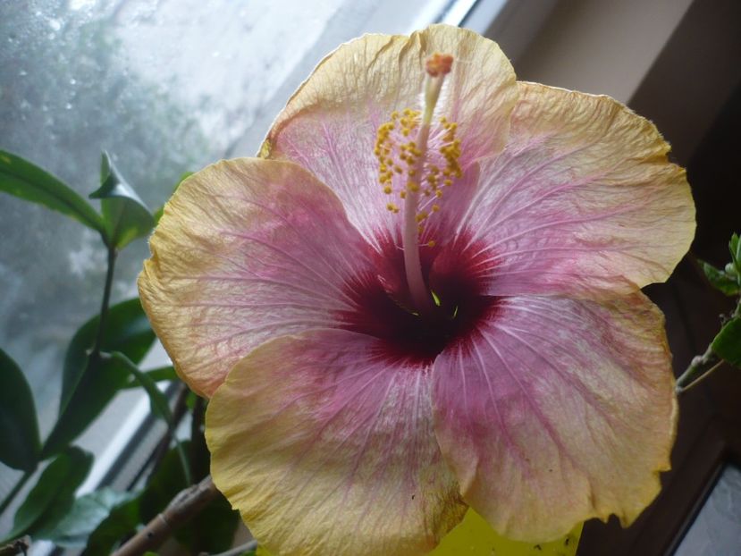 P1350543 - HIBISCUSI 2017-4